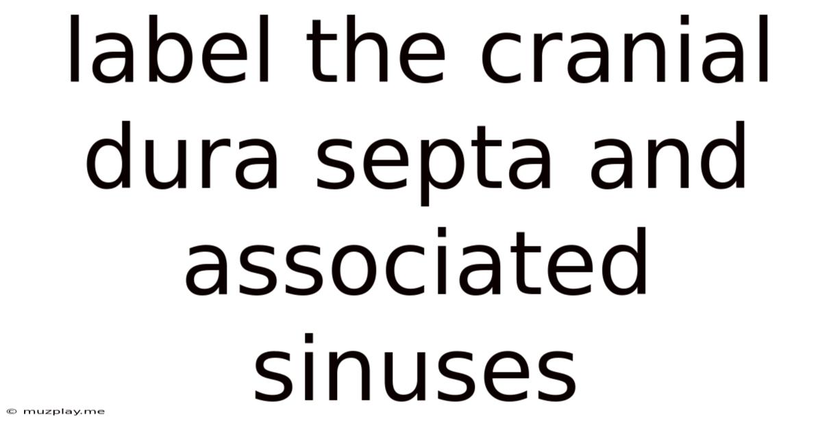 Label The Cranial Dura Septa And Associated Sinuses