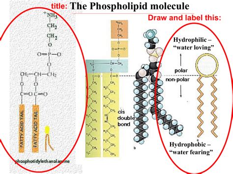 Label The Different Components Of A Phospholipid