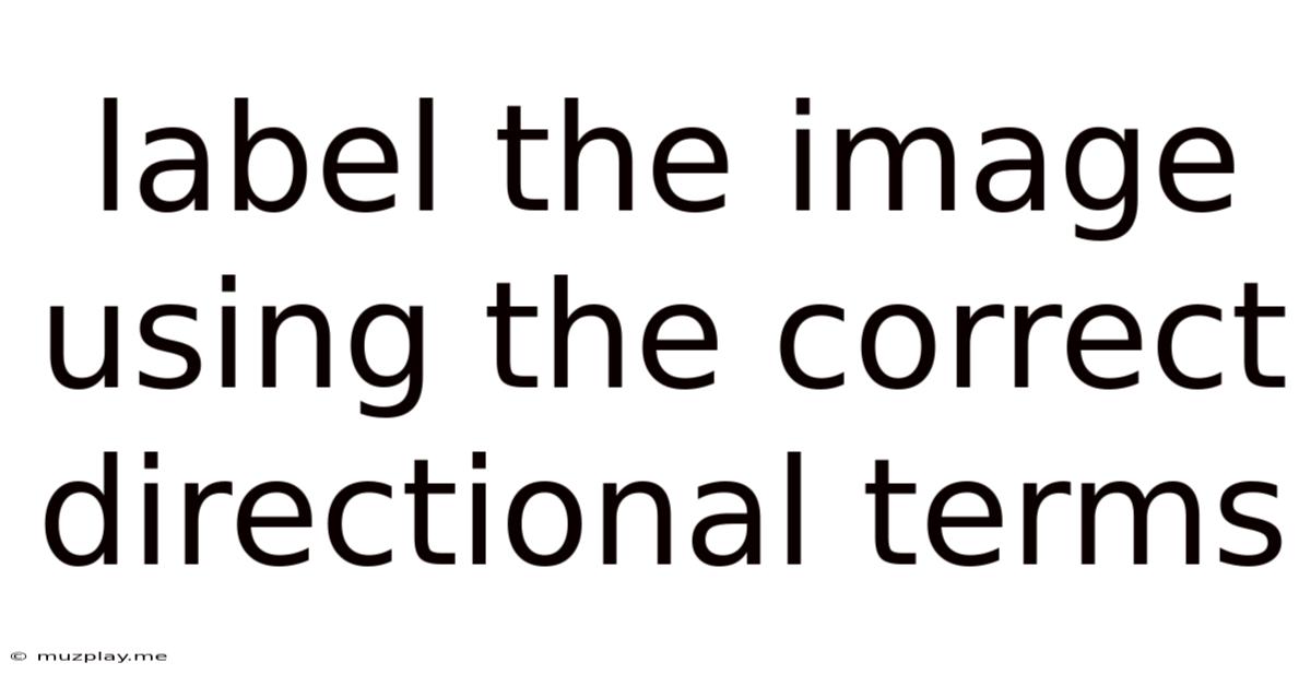 Label The Image Using The Correct Directional Terms