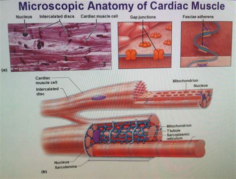 Label The Microscopic Anatomy Of Cardiac Muscle