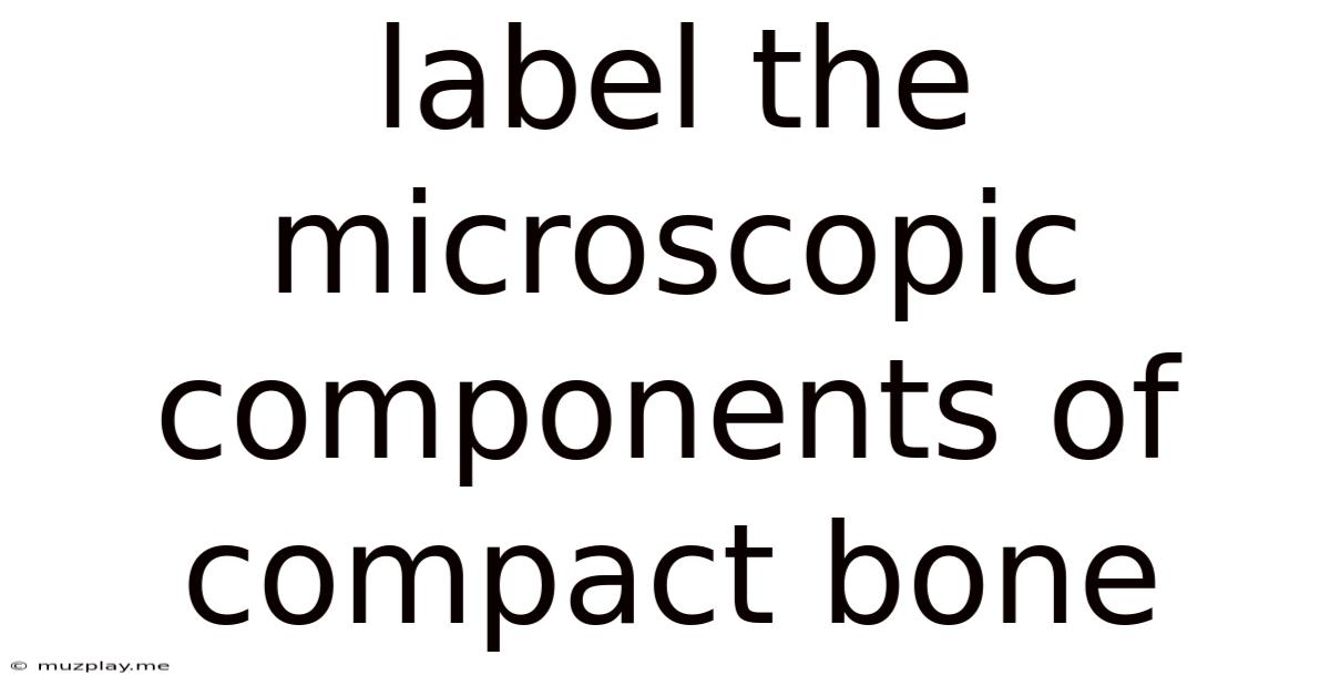 Label The Microscopic Components Of Compact Bone
