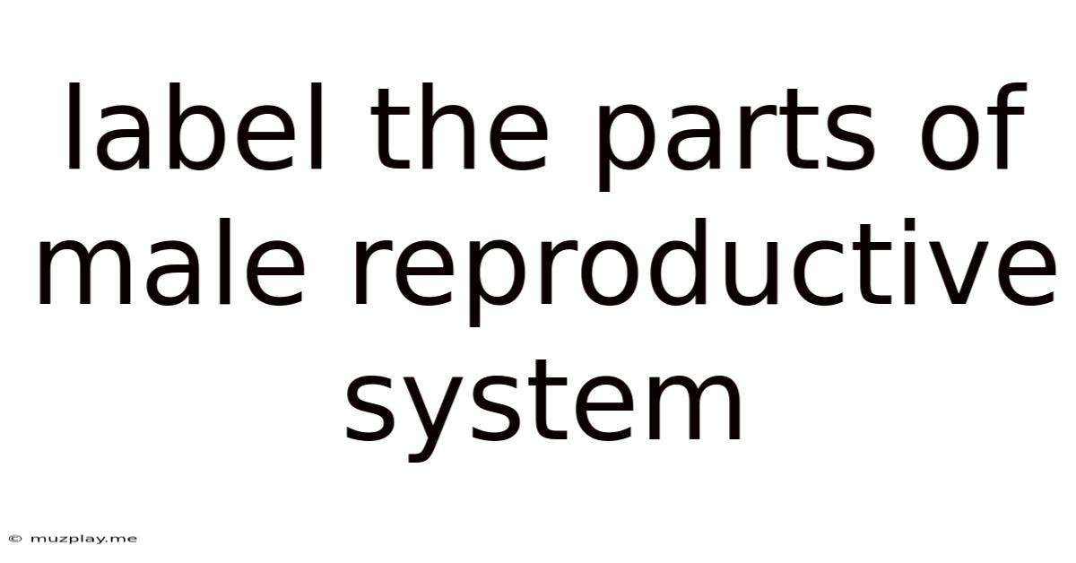 Label The Parts Of Male Reproductive System