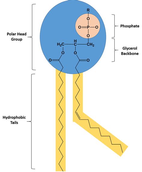 Label The Parts Of The Phospholipid