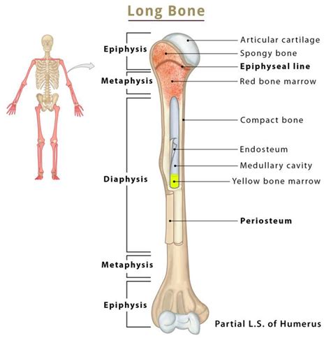 Label The Regions Of A Long Bone