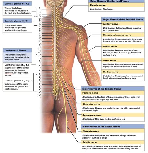 Label The Spinal Nerves And Their Plexuses