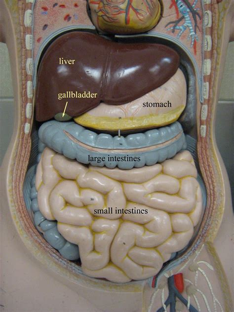 Label The Structures Of The Abdominopelvic Cavity