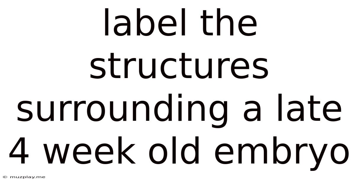 Label The Structures Surrounding A Late 4 Week Old Embryo