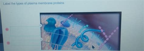 Label The Types Of Plasma Membrane Proteins