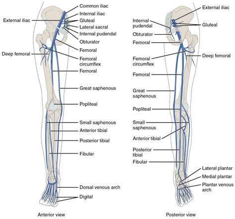 Label The Veins Of The Lower Limb