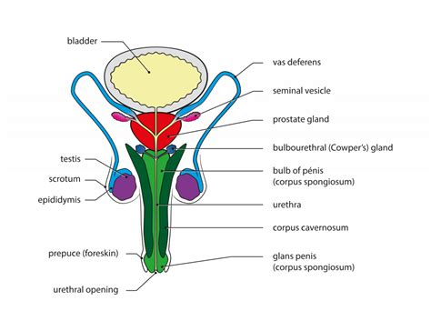 Labeled Diagram Of The Male Reproductive System