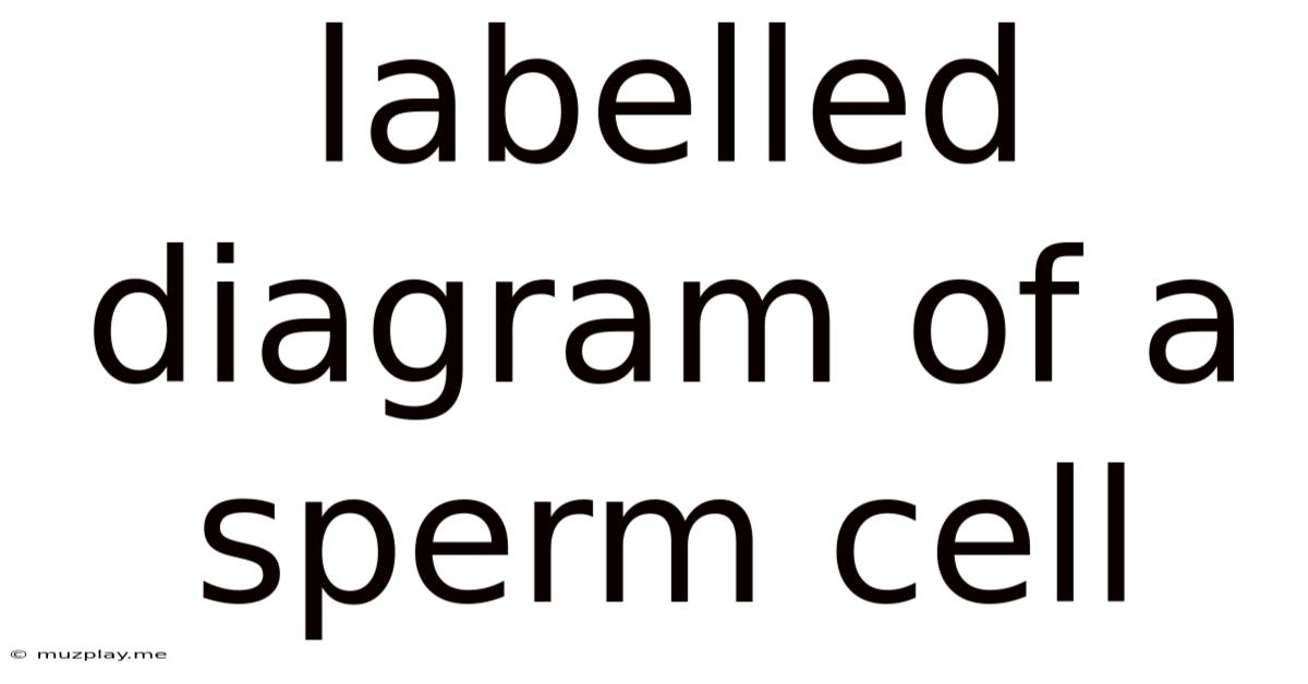 Labelled Diagram Of A Sperm Cell