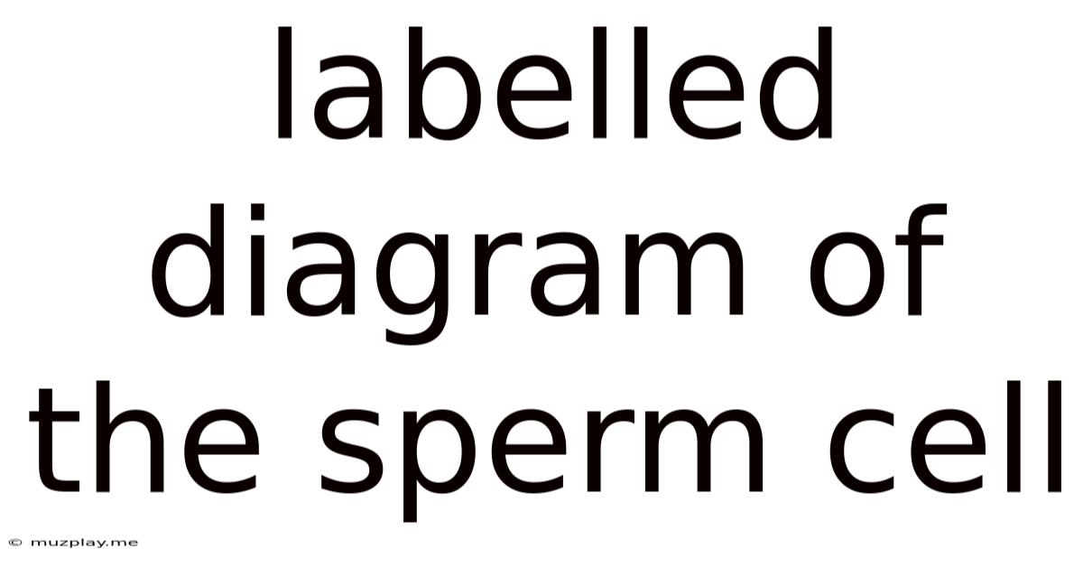 Labelled Diagram Of The Sperm Cell