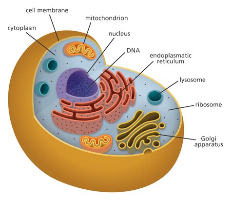 Largest Organelle Of The Cell Contains Dna