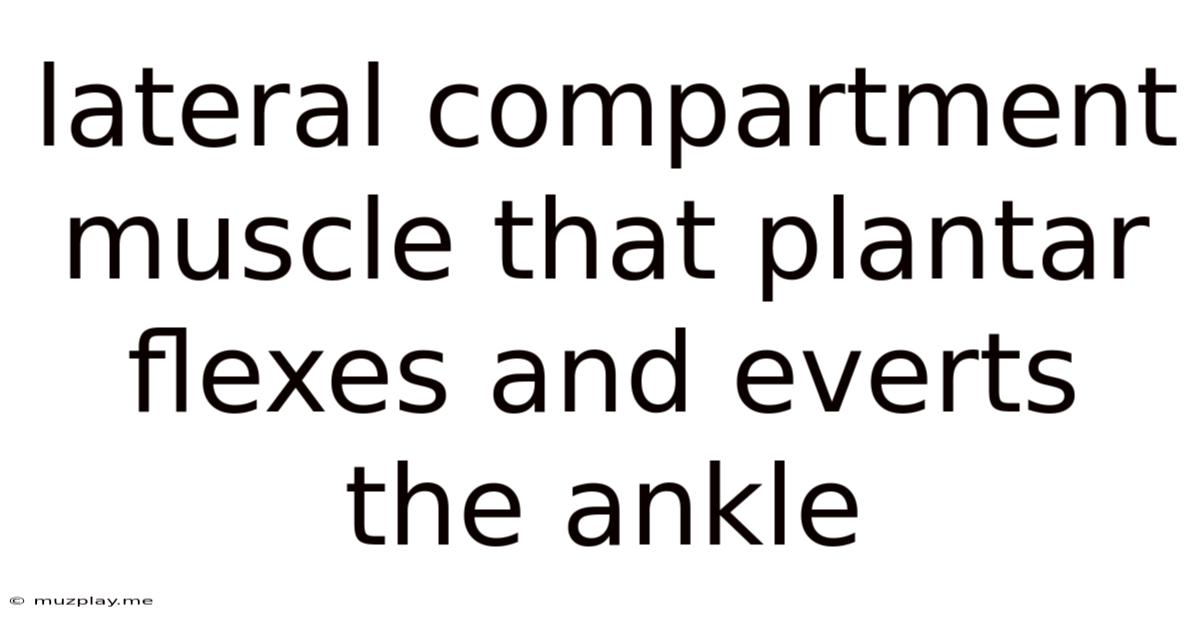 Lateral Compartment Muscle That Plantar Flexes And Everts The Ankle