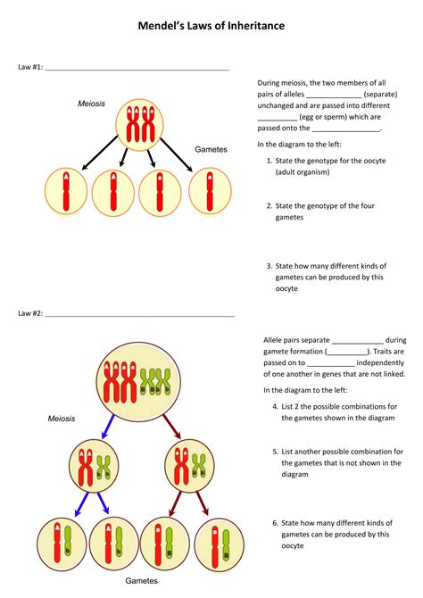 Law Of Independent Assortment Vs Law Of Segregation