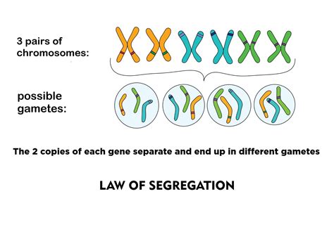 Law Of Segregation And Independent Assortment