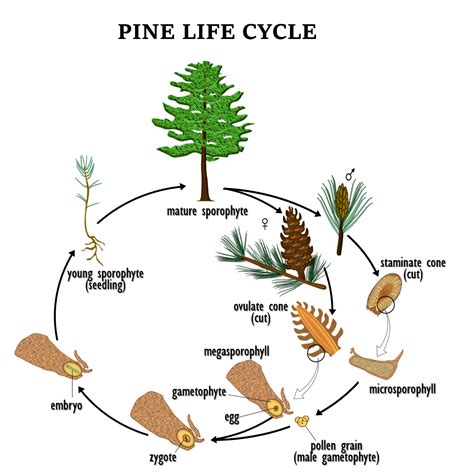 Life Cycle Of A Pine Tree Diagram