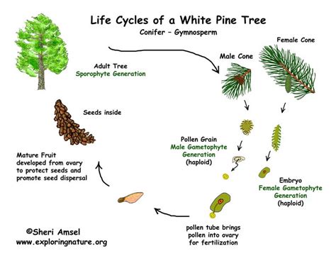 Life Cycle Of A Pine Tree