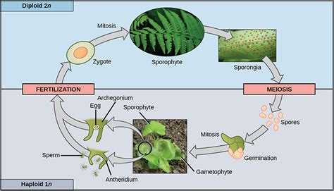 Life Cycle Of A Seedless Plant