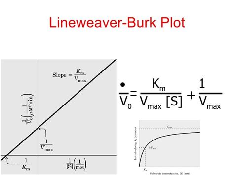 Lineweaver Burk Plot How To Calculate Vo' Enzyme