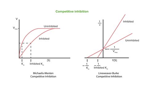 Lineweaver Burk Plot Of Competitive Inhibition