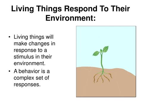 Living Things That Respond To Their Environment