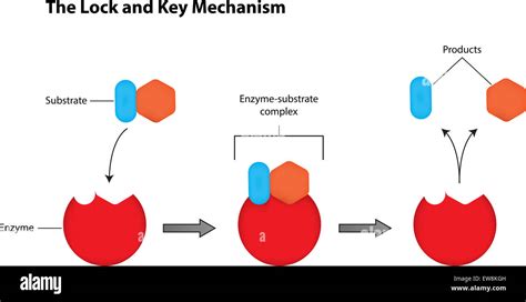 Lock And Key Model Of Enzyme Action