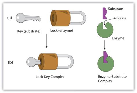 Lock And Key Model Of Enzymes