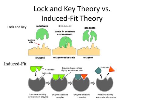 Lock And Key Vs Induced Fit