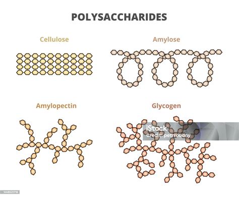 Made Up Of Two Glucose Polysaccharides Amylose And Amylopectin