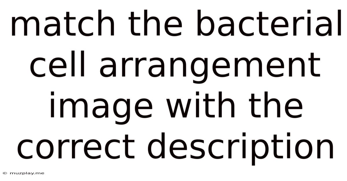 Match The Bacterial Cell Arrangement Image With The Correct Description