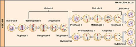 Meiosis I And Meiosis Ii Different