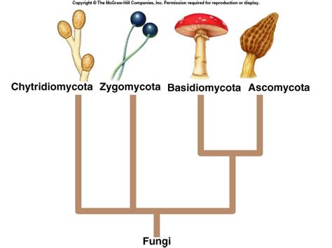 Members Of The Kingdom Fungi Are Photosynthetic