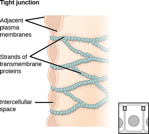 Membrane Proteins That Create A Watertight Seal