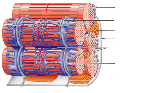 Microscopic Anatomy Of Skeletal Muscle Fiber