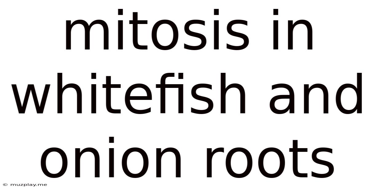 Mitosis In Whitefish And Onion Roots