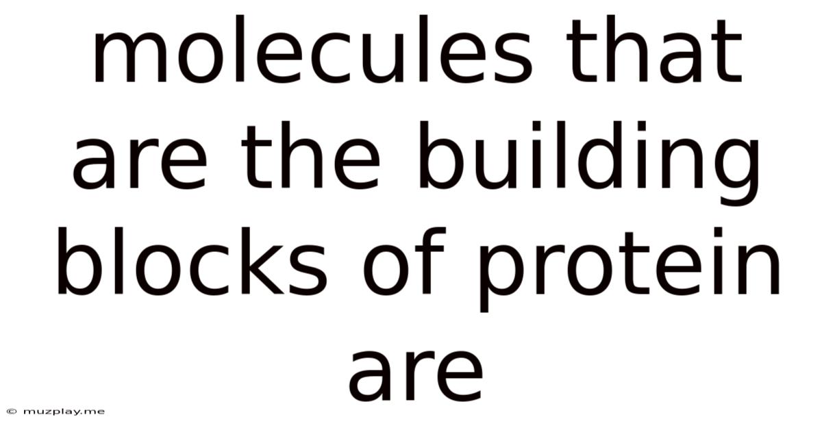Molecules That Are The Building Blocks Of Protein Are