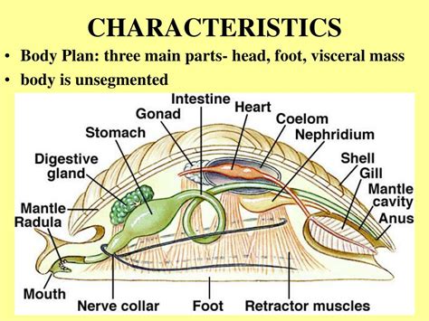 Mollusk Bodies Are Composed Of What Three Main Parts