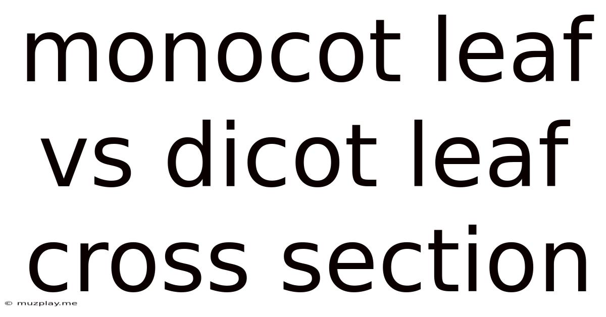 Monocot Leaf Vs Dicot Leaf Cross Section