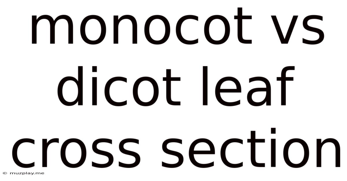 Monocot Vs Dicot Leaf Cross Section