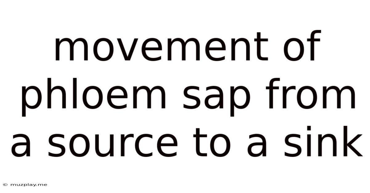 Movement Of Phloem Sap From A Source To A Sink