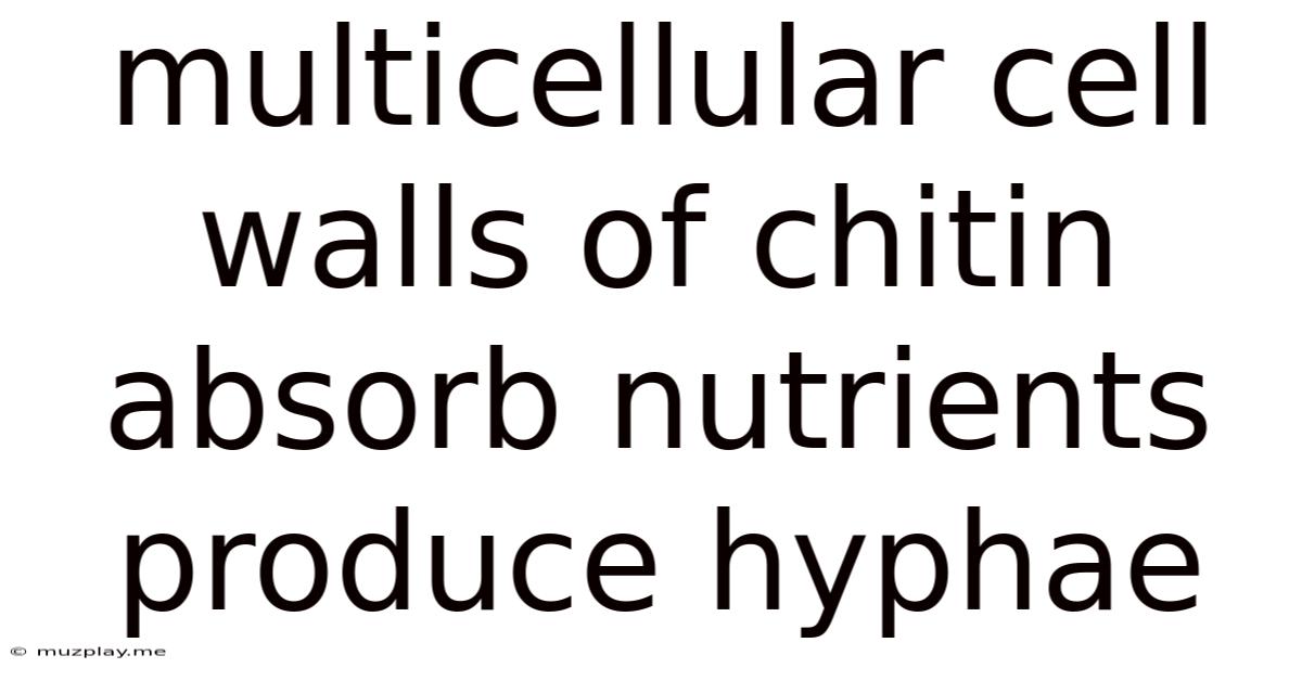 Multicellular Cell Walls Of Chitin Absorb Nutrients Produce Hyphae