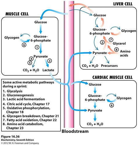 Muscle Cells Use Lactic Acid Fermentation To