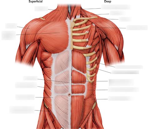 Muscles Of The Trunk Anterior View