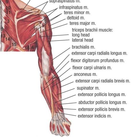 Muscles Of The Upper Limb Labeled