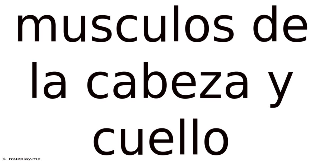 Musculos De La Cabeza Y Cuello