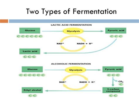 Name The Two Main Types Of Fermentation