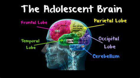 New Research Indicates Changes In The Teenage Brain What Occurs