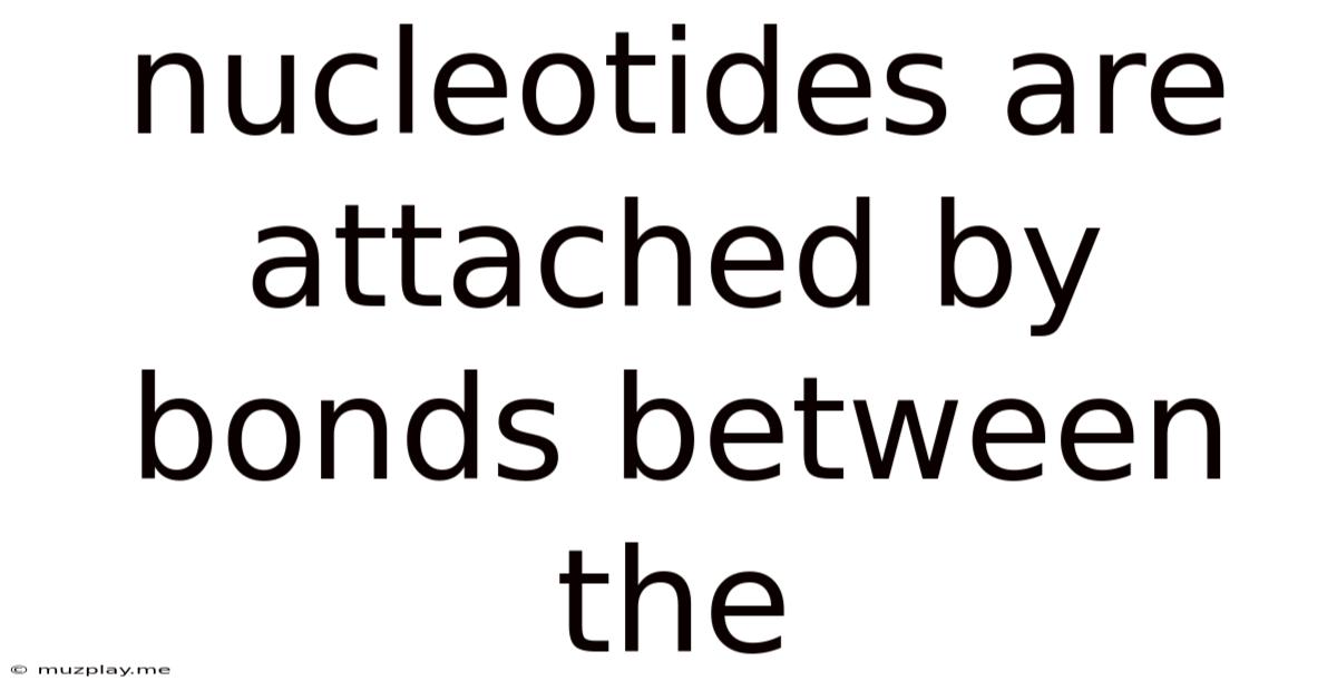 Nucleotides Are Attached By Bonds Between The