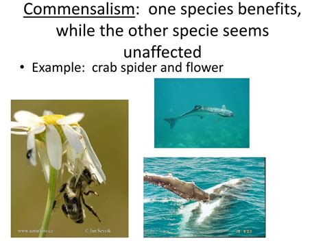 One Organism Benefits And The Other Is Unaffected